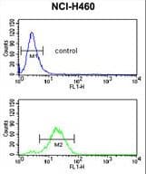 GADD45A / GADD45 Antibody (aa133-165)