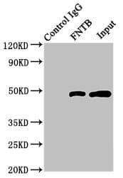 Polyclonal Rabbit anti-Human FNTB Antibody