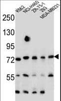 SEC14L5 Antibody (aa448-477)