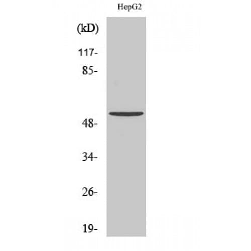HNRNPF / hnRNP F Antibody (30-110 aa, N-terminal)