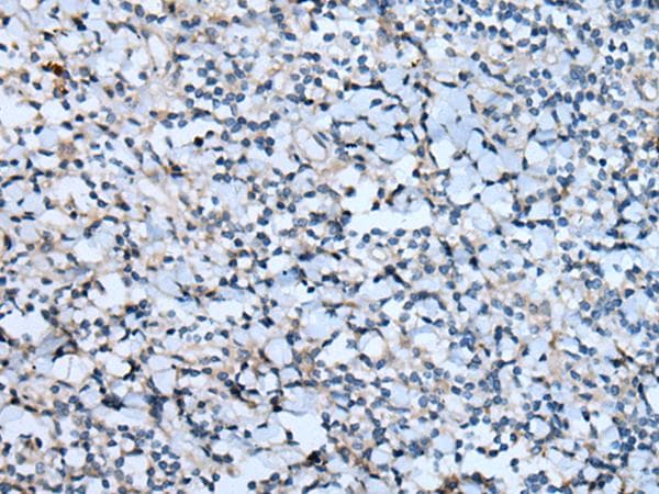 CNTN1 / gp135 / Contactin 1 Antibody