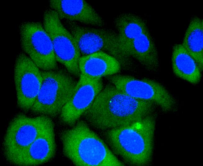MCL1 / MCL 1 Antibody