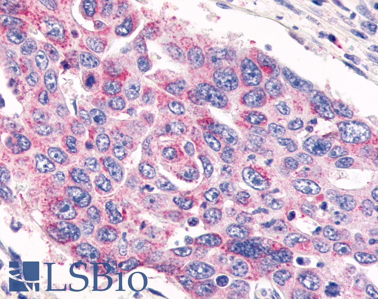 PathPlus™ GPR26 Antibody (Cytoplasmic Domain)