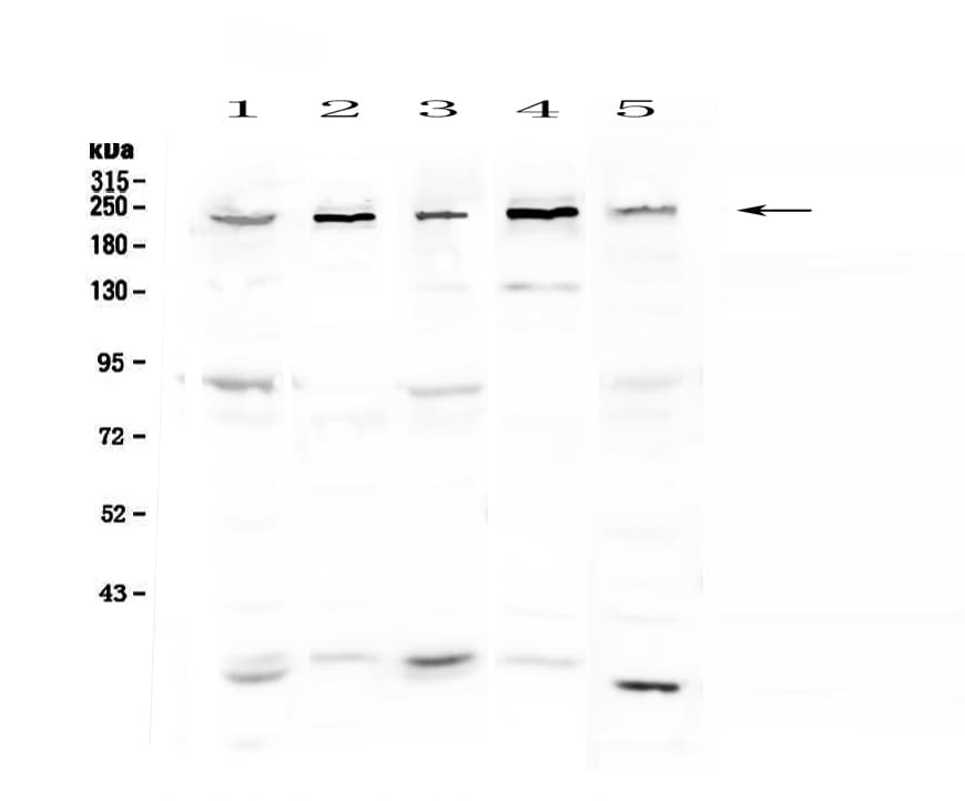 ASXL1 Antibody