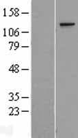 TCERG1 / CA150 Protein (Over-Expression Lysate Myc-DDK (Flag))