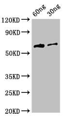 Polyclonal Rabbit anti-Influenza A Virus Hemagglutinin Antibody