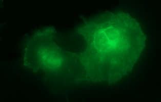 IL10RA Antibody (clone OTI1G10)