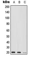 MED9 Antibody (C-Terminus)