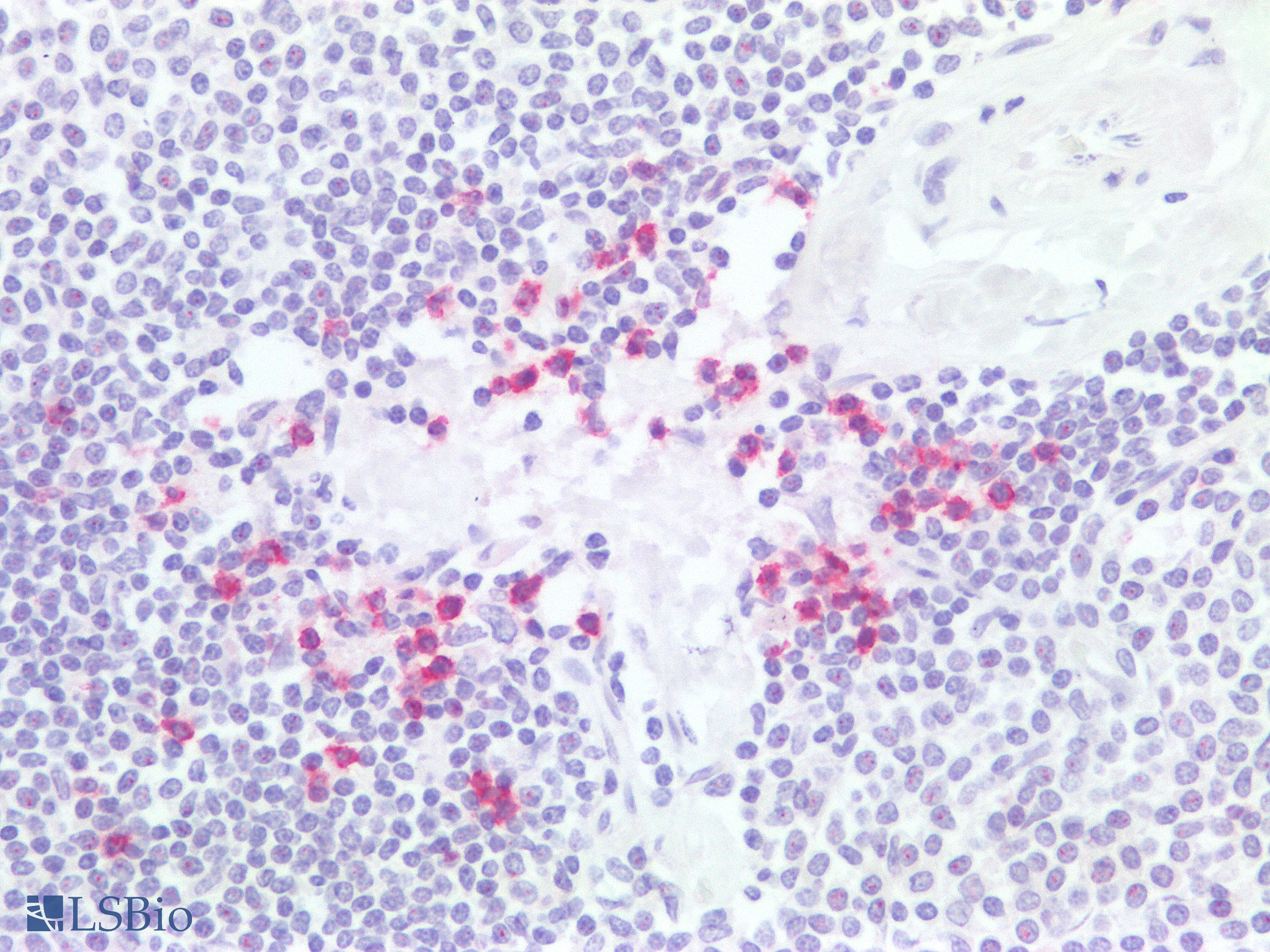 PathPlus™ PDCD1 / CD279 / PD-1 Antibody (clone 3C6)