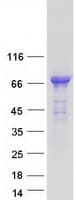 Human PTPN5 / STEP Protein (Recombinant Myc-DDK (Flag))