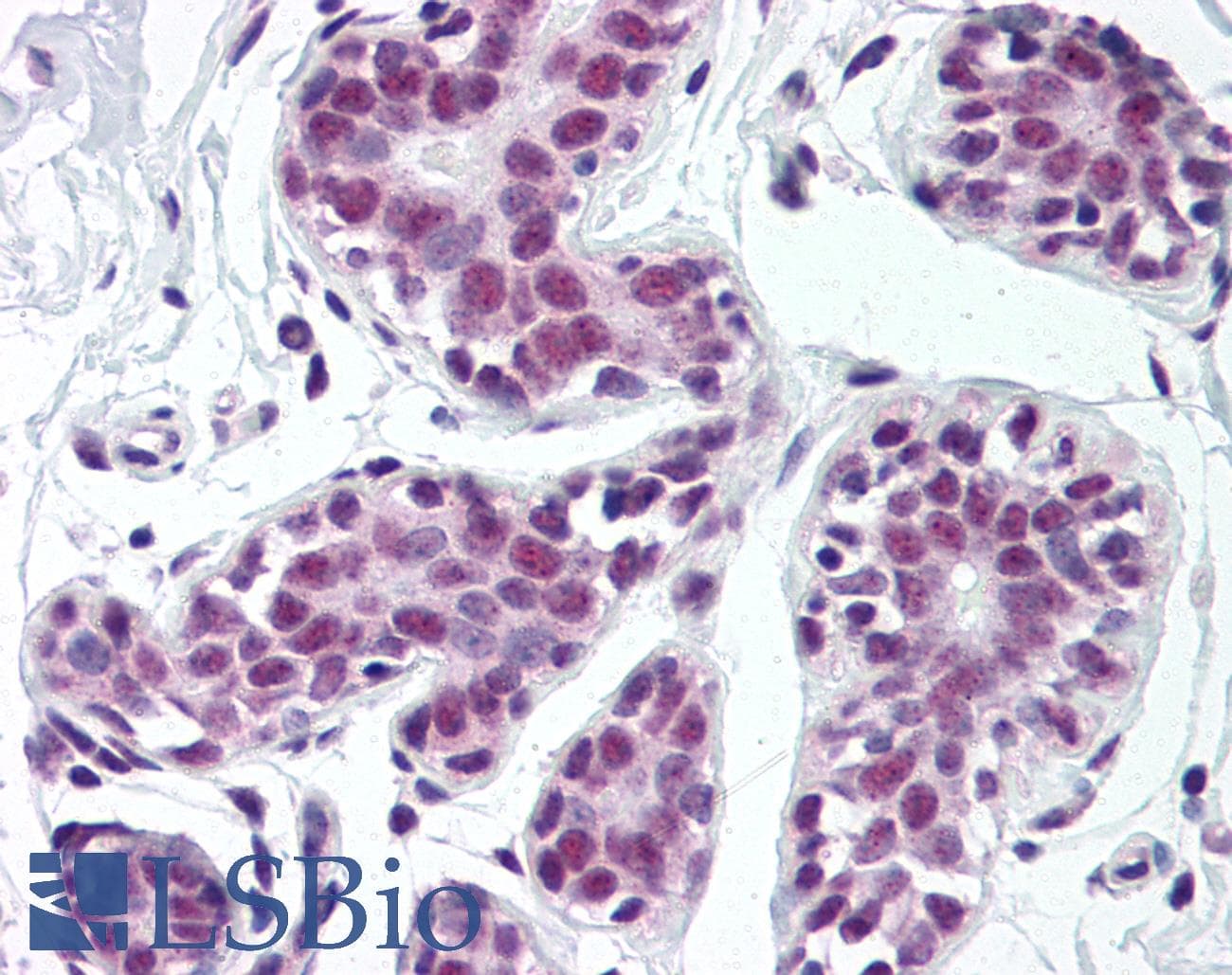 IHC-plus™ TDP-43 / TARDBP Antibody