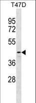 DNAJB12 Antibody (aa7-36)