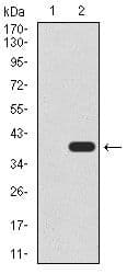 UTF1 Antibody (Amino Acid: 148-214, clone 5B6)