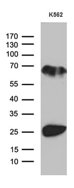 MLC3F / MYL1 Antibody (aa2-150, clone OTI2E11)