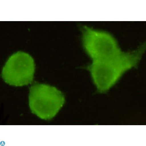 CRTC1 / MECT1 / TORC1 Antibody