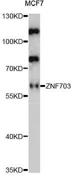 ZNF703 Antibody