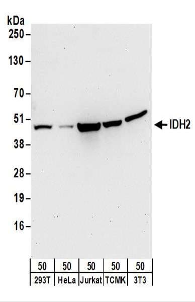 IDH2 Antibody (aa402-452)
