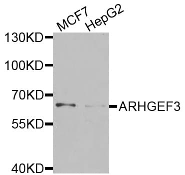 ARHGEF3 / XPLN Antibody