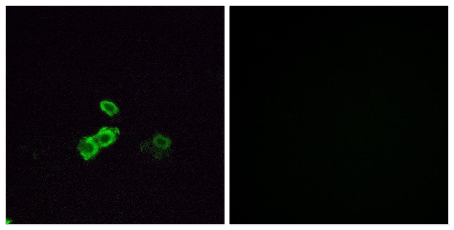 Polyclonal Rabbit anti-Human OR14J1 Antibody (IF)