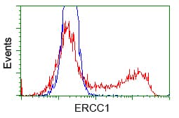 ERCC1 Antibody (clone OTI2D8)