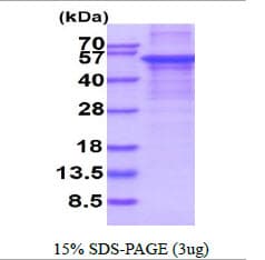 Human ARSG / Arylsulfatase G Protein (Recombinant His)