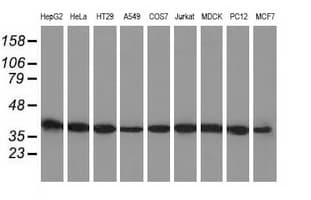 Basigin / Emmprin / CD147 Antibody (clone 1.00E+11, Carrier-free)