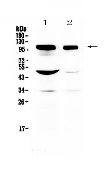 DLG3 / SAP102 Antibody