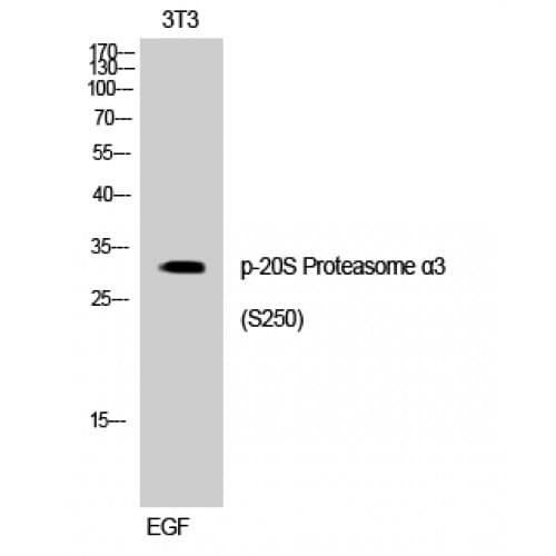 Polyclonal Rabbit anti-Human PSMA3 Antibody (190-270 aa, IHC, WB)