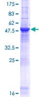 Human C13orf39 Protein (Recombinant GST)