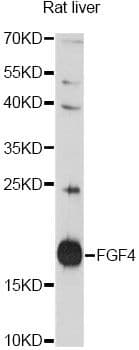 FGF4 Antibody