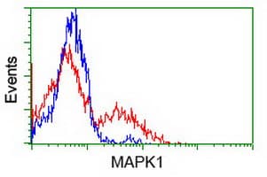 MAPK1 / ERK2 Antibody (clone OTI6F8)