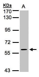 IHC-plus™ MAPK4 / ERK4 Antibody (aa1-326)