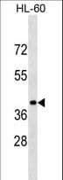 GPR32 Antibody (aa1-30)