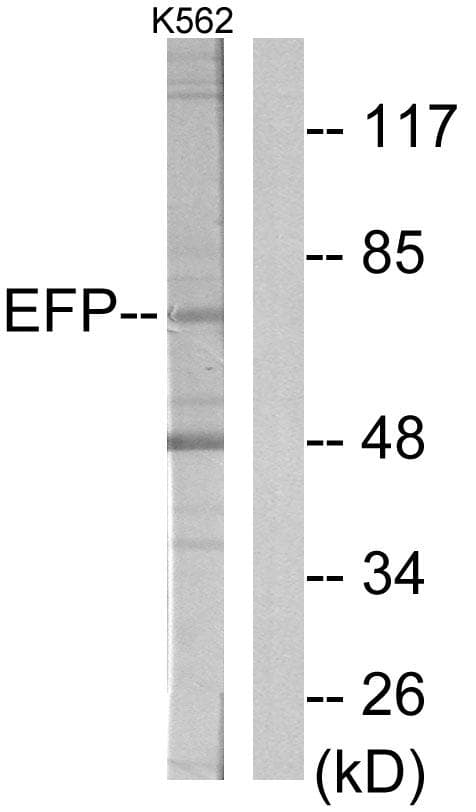 Polyclonal Rabbit anti-Human TRIM25 Antibody (WB)