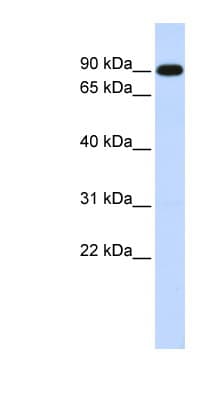 ZXDA Antibody (C-Terminus)