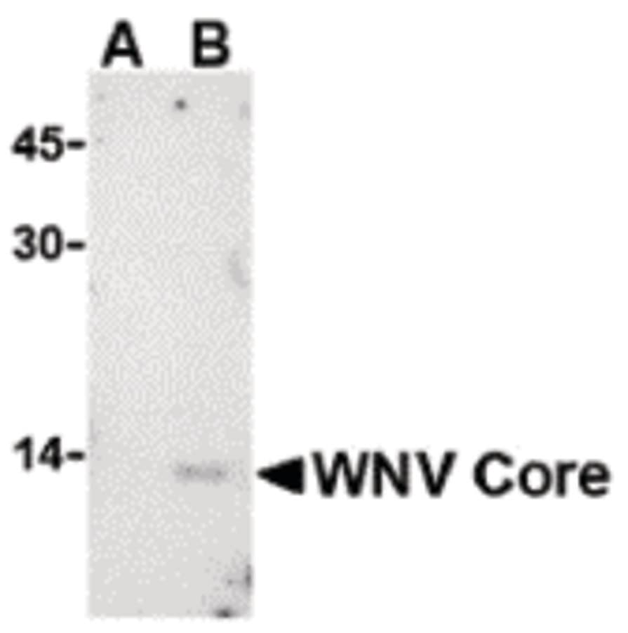 WNV Core Antibody