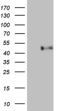 Monoclonal Mouse anti-Human PON3 Antibody (clone OTI5B5, aa30-319, WB)