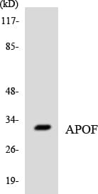 Polyclonal Rabbit anti-Human APOF / Apolipoprotein F Antibody (aa209-258, WB)