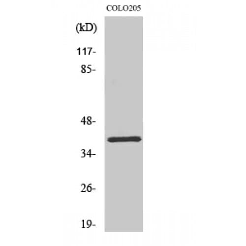 OR2L5 Antibody (210-290 aa, C-terminal)