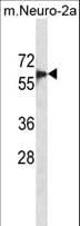 SMAD6 Antibody (aa357-386)