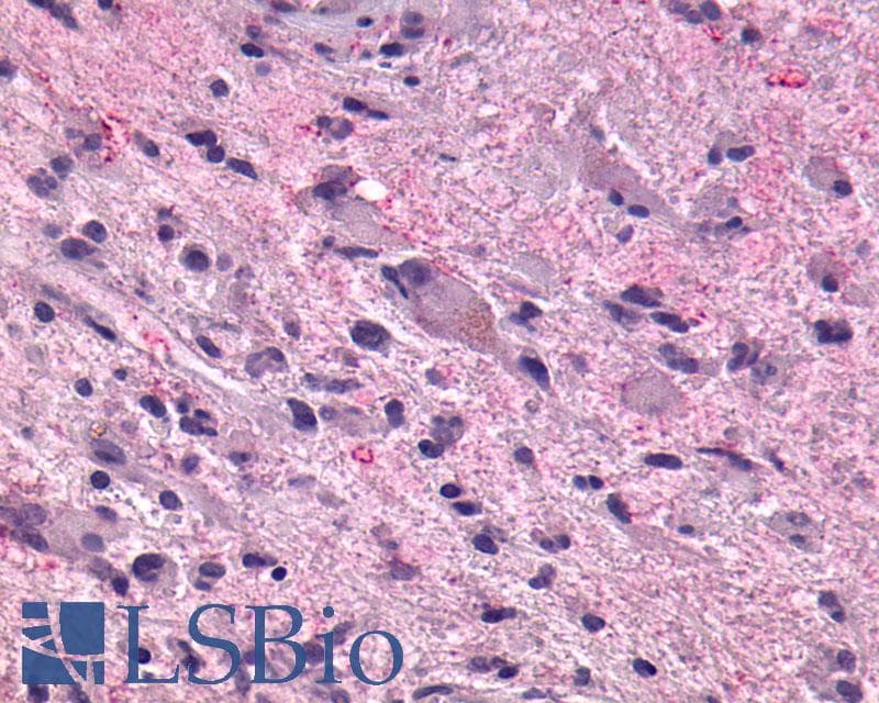 PathPlus™ GPR55 Antibody (C-Terminus)