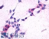 PathPlus™ GPR44 / CRTH2 Antibody (Extracellular Domain)