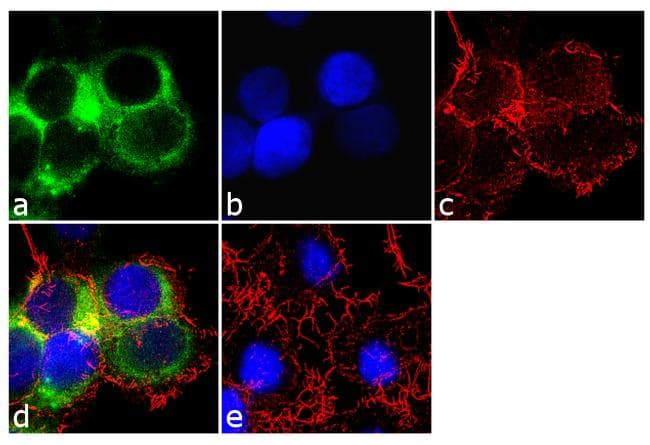 Monoclonal Mouse anti-Human APOB / Apolipoprotein B Antibody (clone F2C9, IF)