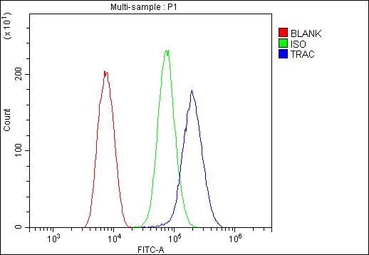 T Cell Receptor Alpha Constant Antibody