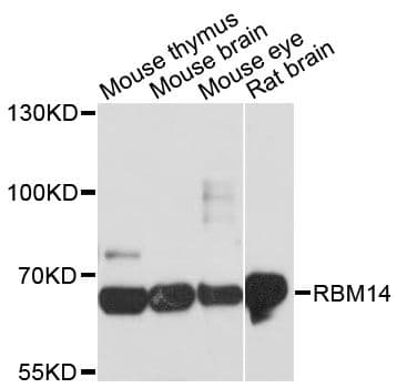 COAA / RBM14 Antibody