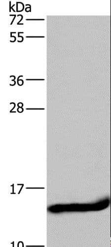 I-FABP / FABP2 Antibody