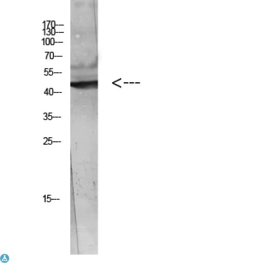 WISP3 Antibody