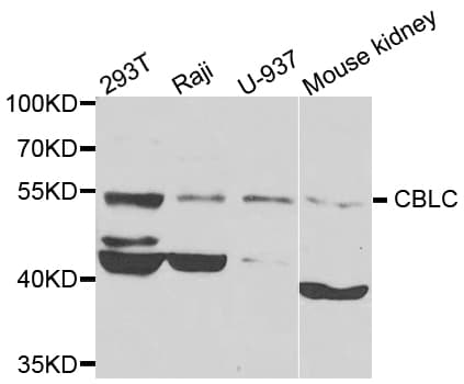CBLC Antibody