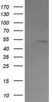 CBLC Antibody (aa244-474, clone OTI3B4, Carrier-free)
