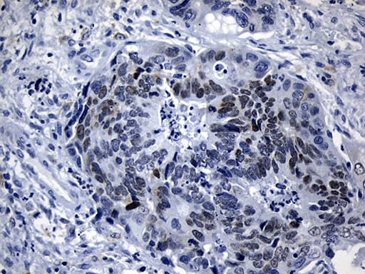 LHX2 Antibody (aa220-406, clone OTI5C7)